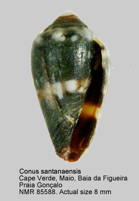 Conus santanaensis.jpg - Conus santanaensis (Afonso & Tenorio,2014)